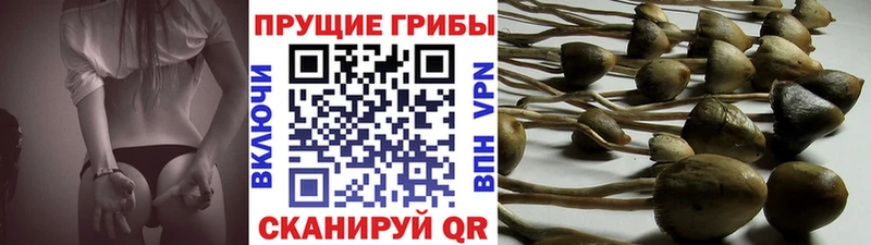 МЕГА как зайти  Долинск  Галлюциногенные грибы Cubensis  магазин продажи наркотиков 